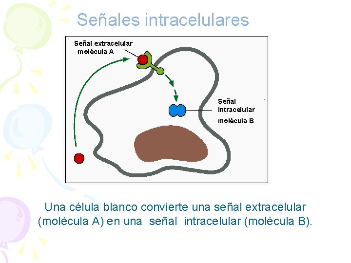 Señales intracelulares Señal extracelular molécula A Señal Intracelular molécula B Una célula blanco convierte