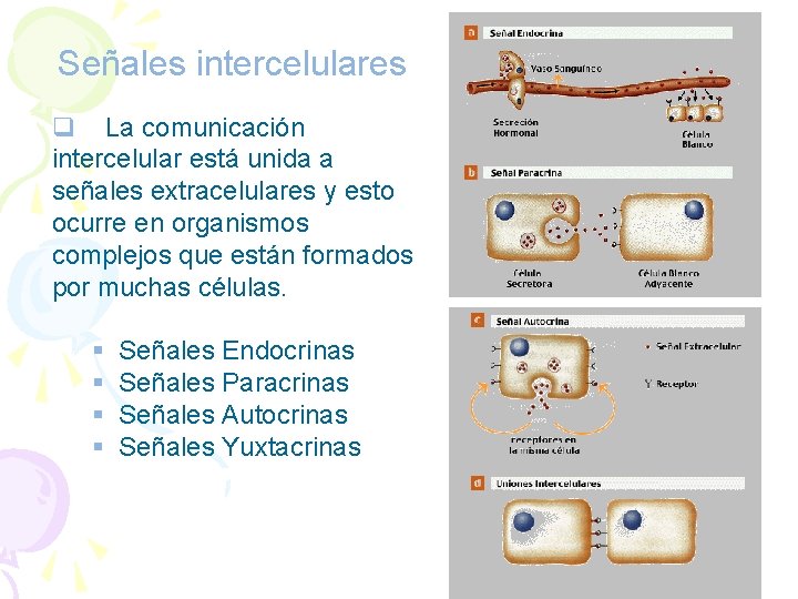 Señales intercelulares q La comunicación intercelular está unida a señales extracelulares y esto ocurre