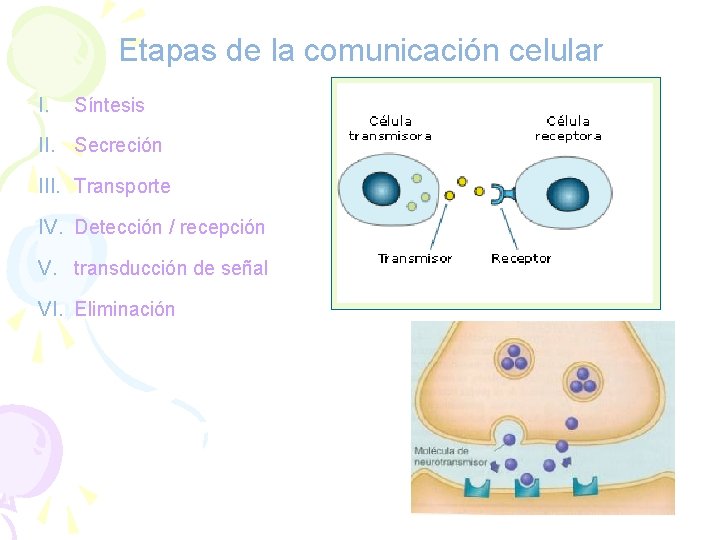 Etapas de la comunicación celular I. Síntesis II. Secreción III. Transporte IV. Detección /