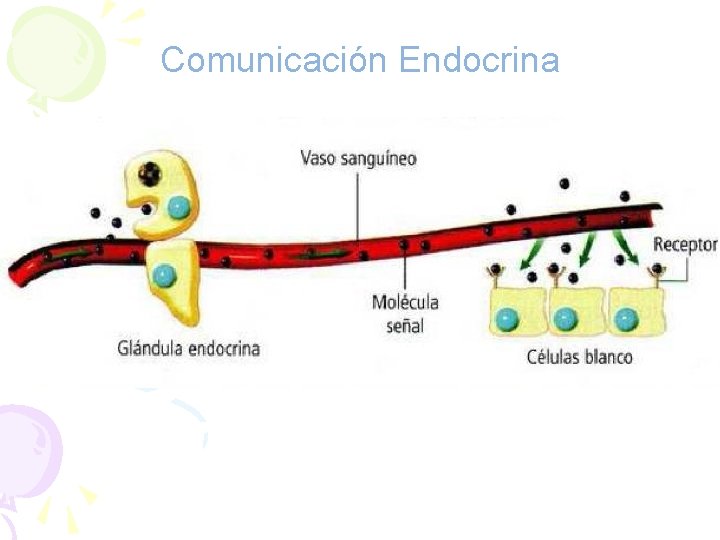 Comunicación Endocrina 