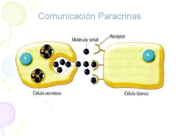 Comunicación Paracrinas 