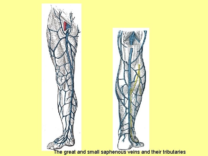 The great and small saphenous veins and their tributaries 