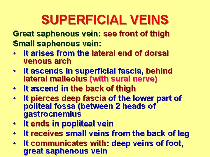 SUPERFICIAL VEINS Great saphenous vein: see front of thigh Small saphenous vein: • It