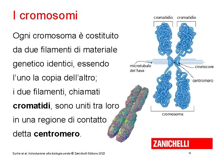 I cromosomi Ogni cromosoma è costituito da due filamenti di materiale genetico identici, essendo