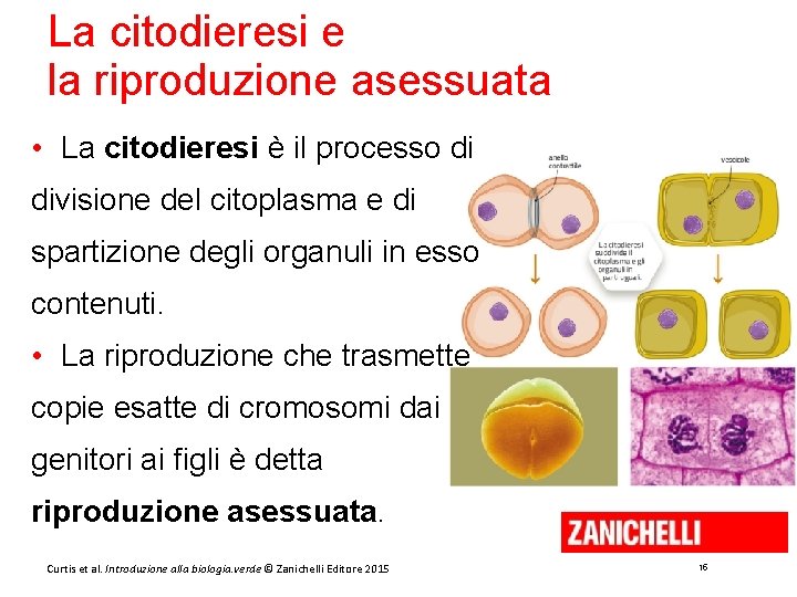 La citodieresi e la riproduzione asessuata • La citodieresi è il processo di divisione