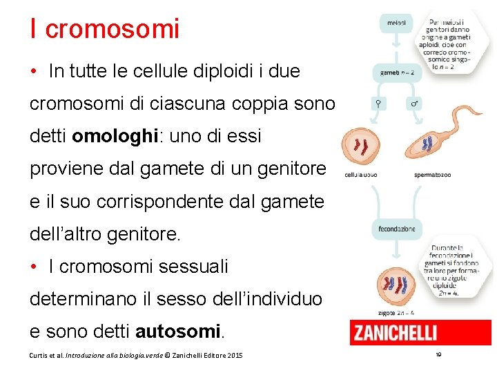 I cromosomi • In tutte le cellule diploidi i due cromosomi di ciascuna coppia