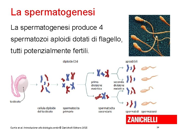 La spermatogenesi produce 4 spermatozoi aploidi dotati di flagello, tutti potenzialmente fertili. Curtis et