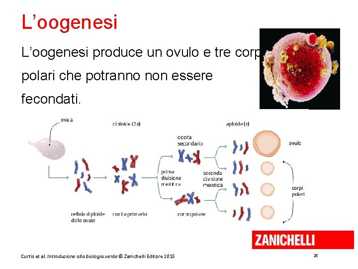 L’oogenesi produce un ovulo e tre corpi polari che potranno non essere fecondati. Curtis