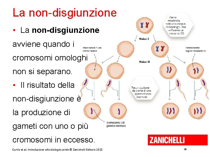 La non-disgiunzione • La non-disgiunzione avviene quando i cromosomi omologhi non si separano. •