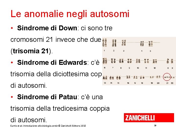 Le anomalie negli autosomi • Sindrome di Down: ci sono tre cromosomi 21 invece