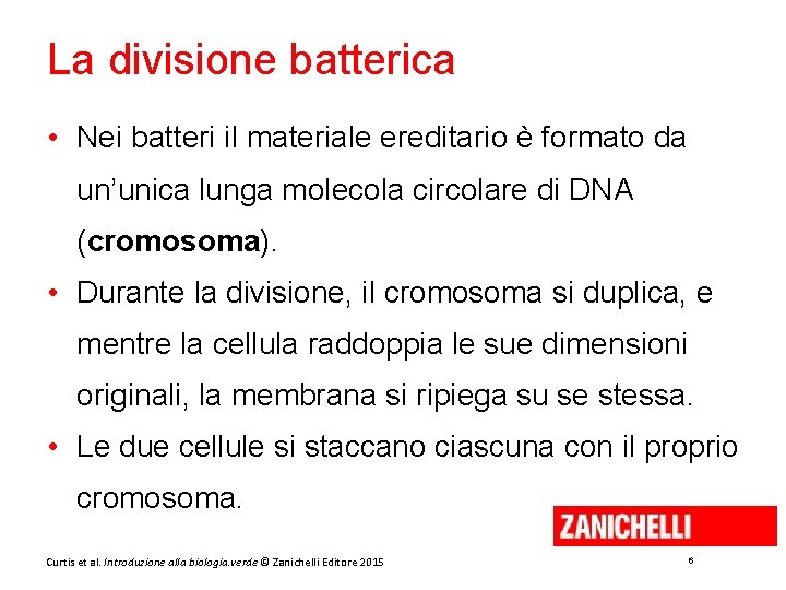 La divisione batterica • Nei batteri il materiale ereditario è formato da un’unica lunga