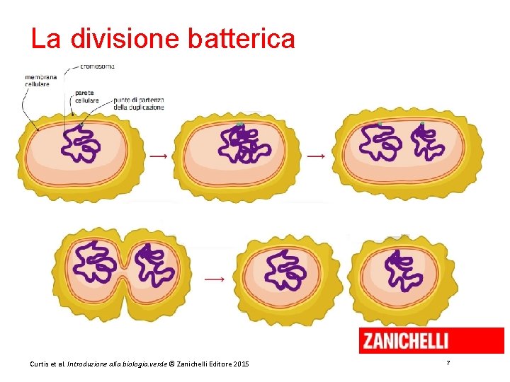 La divisione batterica Curtis et al. Introduzione alla biologia. verde © Zanichelli Editore 2015