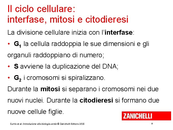 Il ciclo cellulare: interfase, mitosi e citodieresi La divisione cellulare inizia con l’interfase: •