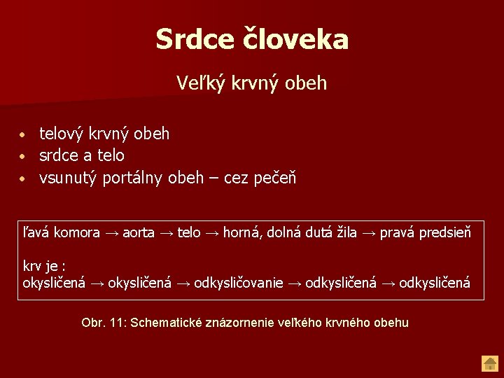 Srdce človeka Veľký krvný obeh telový krvný obeh • srdce a telo • vsunutý