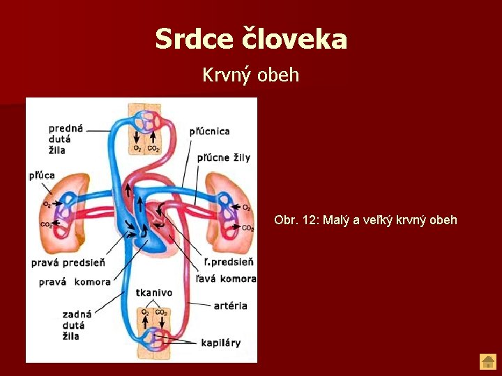 Srdce človeka Krvný obeh Obr. 12: Malý a veľký krvný obeh 