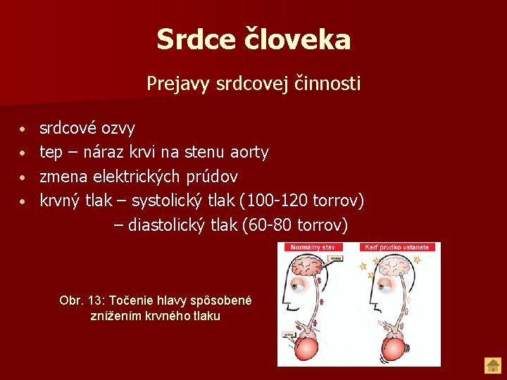 Srdce človeka Prejavy srdcovej činnosti srdcové ozvy • tep – náraz krvi na stenu