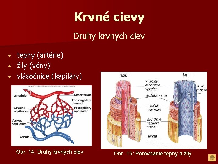 Krvné cievy Druhy krvných ciev tepny (artérie) • žily (vény) • vlásočnice (kapiláry) •