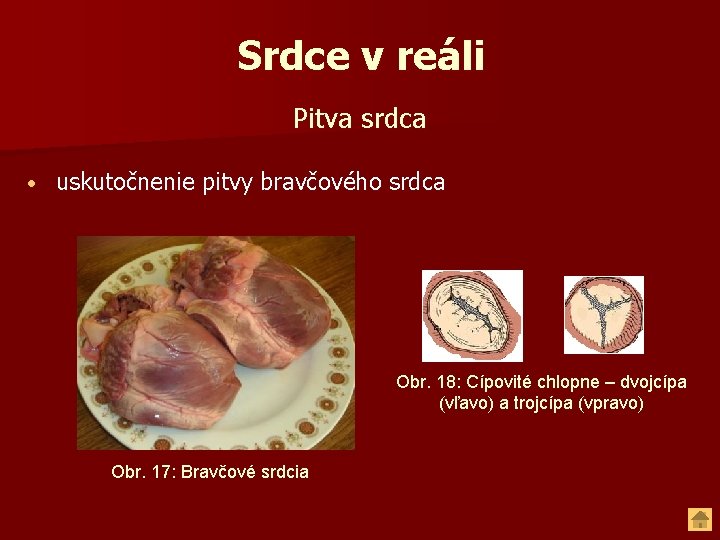 Srdce v reáli Pitva srdca • uskutočnenie pitvy bravčového srdca Obr. 18: Cípovité chlopne