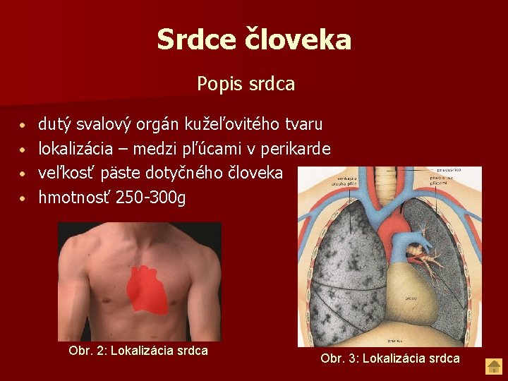 Srdce človeka Popis srdca • • dutý svalový orgán kužeľovitého tvaru lokalizácia – medzi