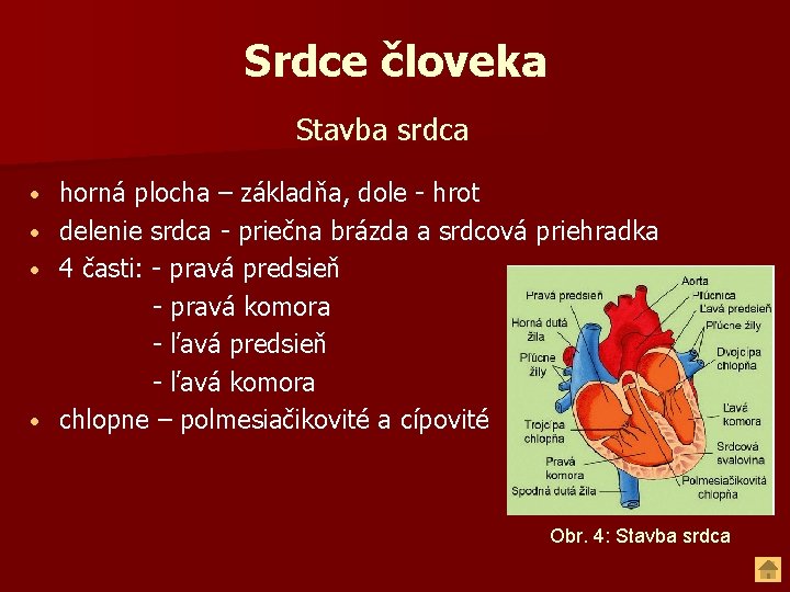 Srdce človeka Stavba srdca • • horná plocha – základňa, dole - hrot delenie