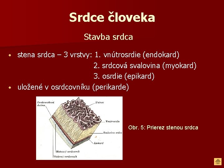 Srdce človeka Stavba srdca stena srdca – 3 vrstvy: 1. vnútrosrdie (endokard) 2. srdcová