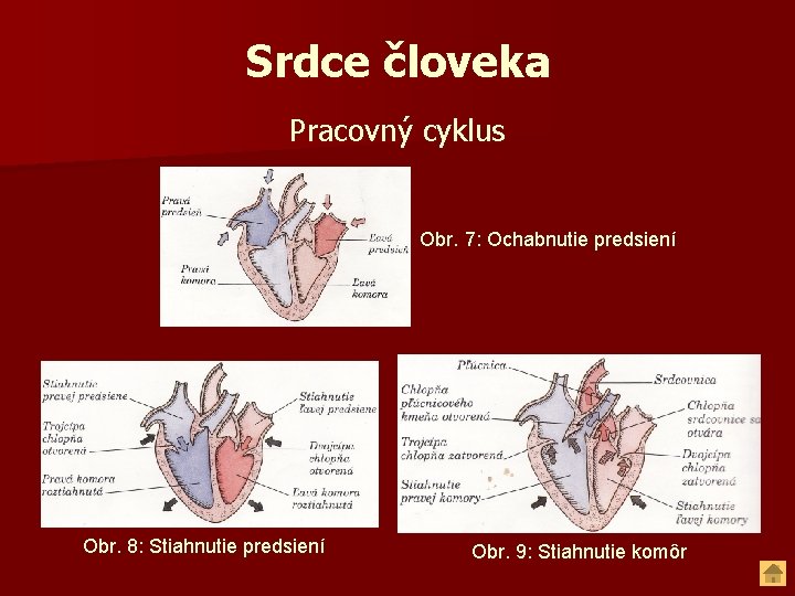 Srdce človeka Pracovný cyklus Obr. 7: Ochabnutie predsiení Obr. 8: Stiahnutie predsiení Obr. 9: