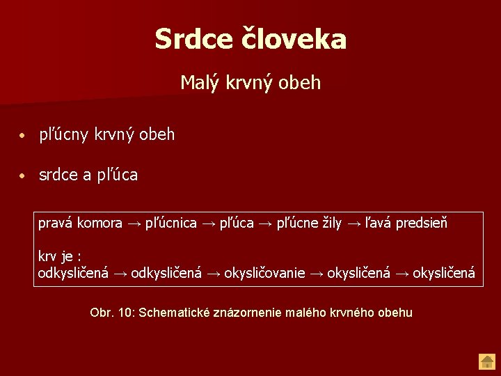 Srdce človeka Malý krvný obeh • pľúcny krvný obeh • srdce a pľúca pravá