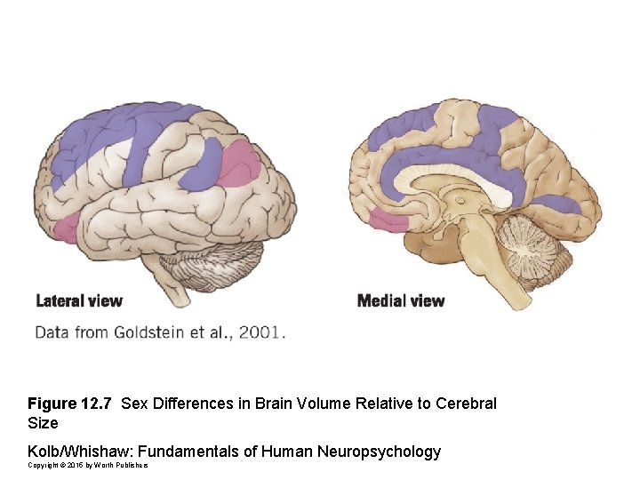 Figure 12. 7 Sex Differences in Brain Volume Relative to Cerebral Size Kolb/Whishaw: Fundamentals