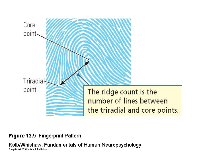 Figure 12. 9 Fingerprint Pattern Kolb/Whishaw: Fundamentals of Human Neuropsychology Copyright © 2015 by
