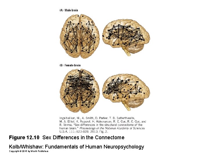 Figure 12. 10 Sex Differences in the Connectome Kolb/Whishaw: Fundamentals of Human Neuropsychology Copyright