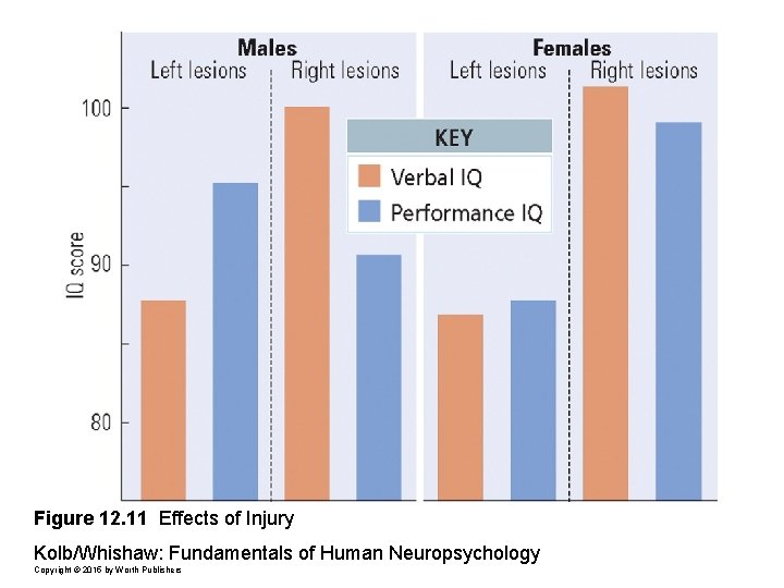 Figure 12. 11 Effects of Injury Kolb/Whishaw: Fundamentals of Human Neuropsychology Copyright © 2015