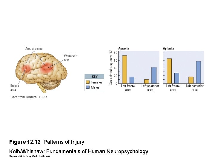 Figure 12. 12 Patterns of Injury Kolb/Whishaw: Fundamentals of Human Neuropsychology Copyright © 2015