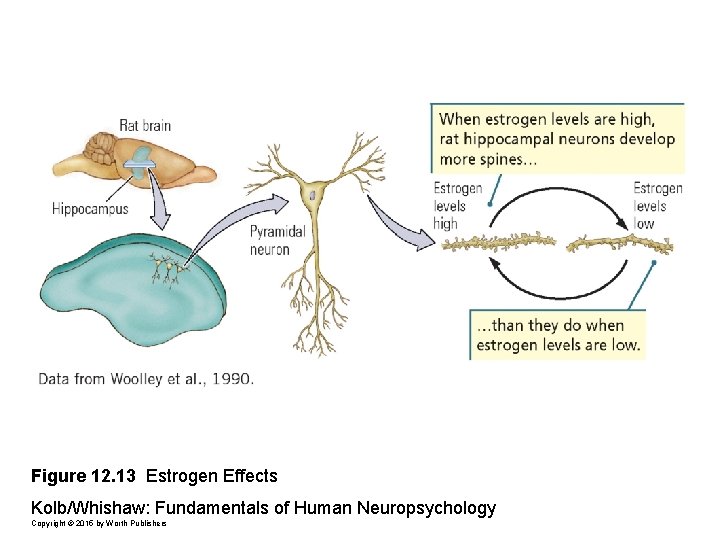 Figure 12. 13 Estrogen Effects Kolb/Whishaw: Fundamentals of Human Neuropsychology Copyright © 2015 by