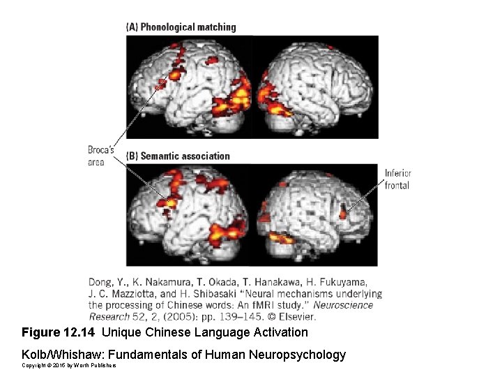 Figure 12. 14 Unique Chinese Language Activation Kolb/Whishaw: Fundamentals of Human Neuropsychology Copyright ©
