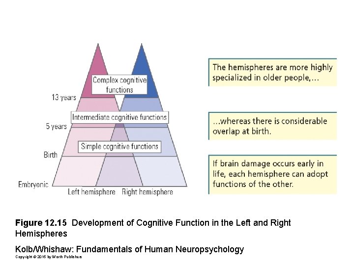 Figure 12. 15 Development of Cognitive Function in the Left and Right Hemispheres Kolb/Whishaw: