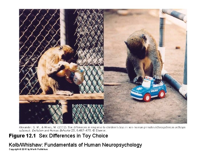 Figure 12. 1 Sex Differences in Toy Choice Kolb/Whishaw: Fundamentals of Human Neuropsychology Copyright