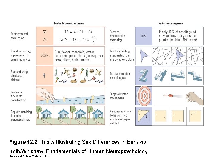 Figure 12. 2 Tasks Illustrating Sex Differences in Behavior Kolb/Whishaw: Fundamentals of Human Neuropsychology