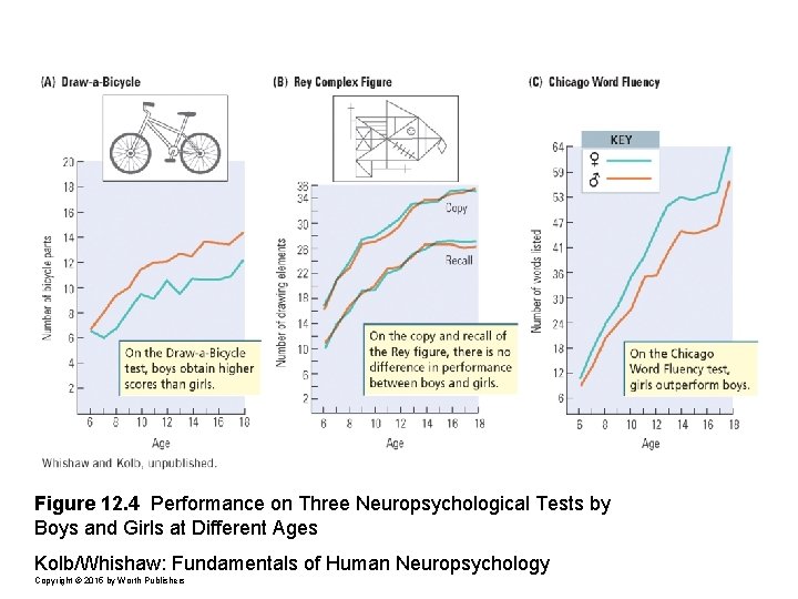 Figure 12. 4 Performance on Three Neuropsychological Tests by Boys and Girls at Different