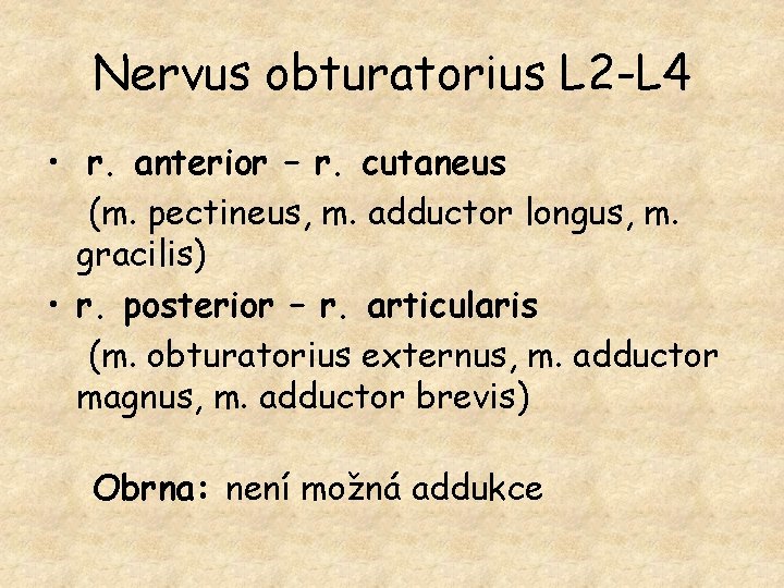 Nervus obturatorius L 2 -L 4 • r. anterior – r. cutaneus (m. pectineus,