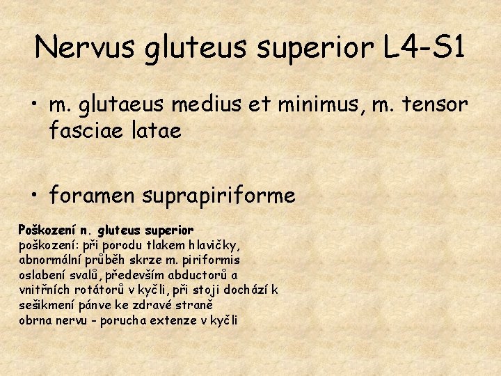 Nervus gluteus superior L 4 -S 1 • m. glutaeus medius et minimus, m.