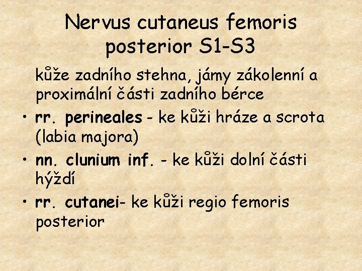 Nervus cutaneus femoris posterior S 1 -S 3 kůže zadního stehna, jámy zákolenní a