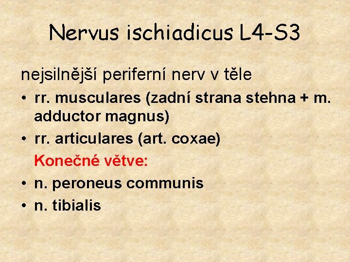 Nervus ischiadicus L 4 -S 3 nejsilnější periferní nerv v těle • rr. musculares