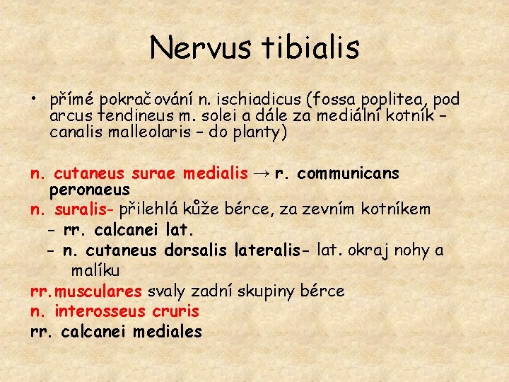 Nervus tibialis • přímé pokračování n. ischiadicus (fossa poplitea, pod arcus tendineus m. solei