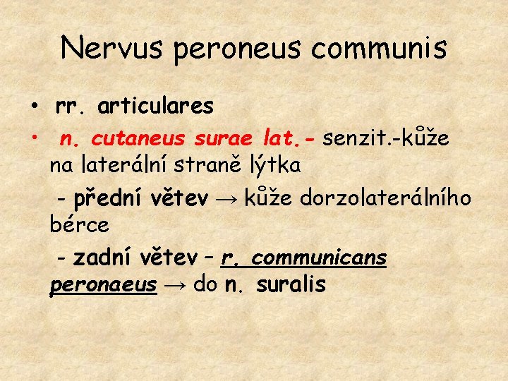 Nervus peroneus communis • rr. articulares • n. cutaneus surae lat. - senzit. -kůže