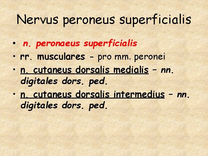 Nervus peroneus superficialis • n. peronaeus superficialis • rr. musculares - pro mm. peronei
