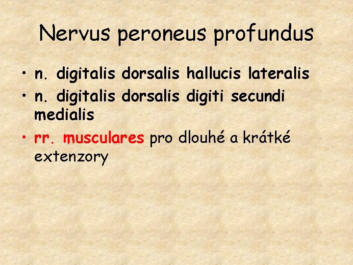 Nervus peroneus profundus • n. digitalis dorsalis hallucis lateralis • n. digitalis dorsalis digiti