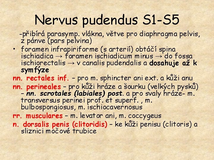 Nervus pudendus S 1 -S 5 -přibírá parasymp. vlákna, větve pro diaphragma pelvis, z