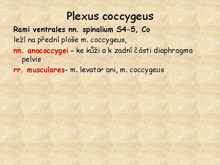 Plexus coccygeus Rami ventrales nn. spinalium S 4 -5, Co leží na přední ploše