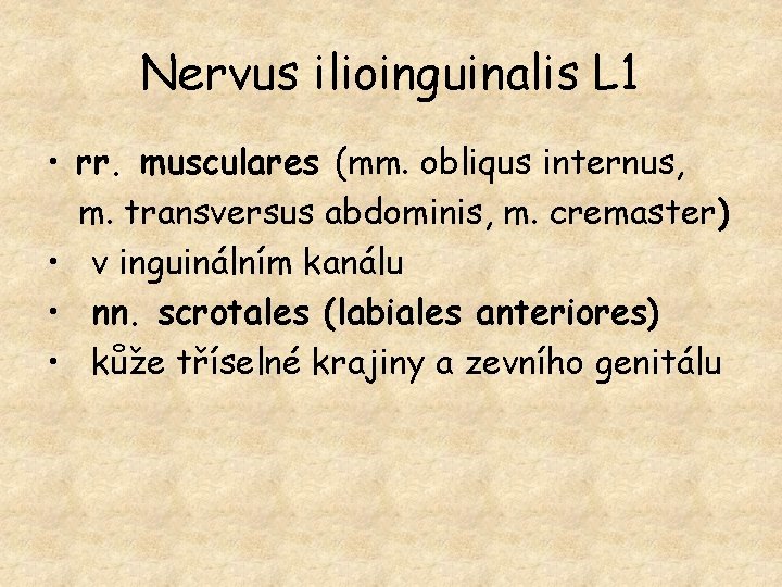 Nervus ilioinguinalis L 1 • rr. musculares (mm. obliqus internus, m. transversus abdominis, m.