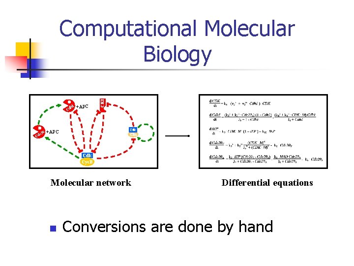 h 1 Cd c 20 Cd +APC CKI Computational Molecular Biology Cdk +APC Cln